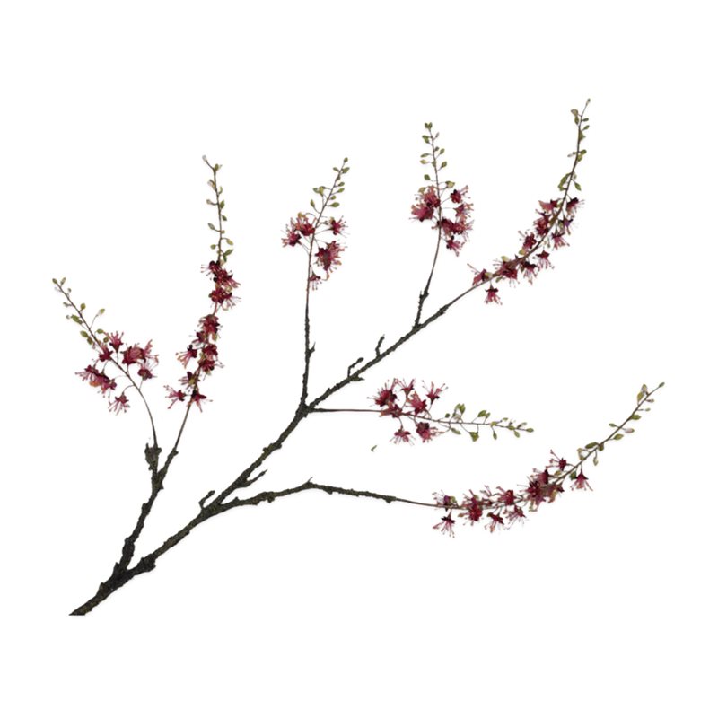 Mariella-CAPPARISSPRAY-BURGUND-produktbild