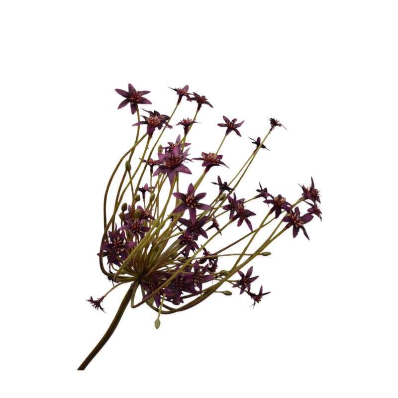 Mariella-ORNITHOGALUM-BORDEAUX-84cm-produktbild