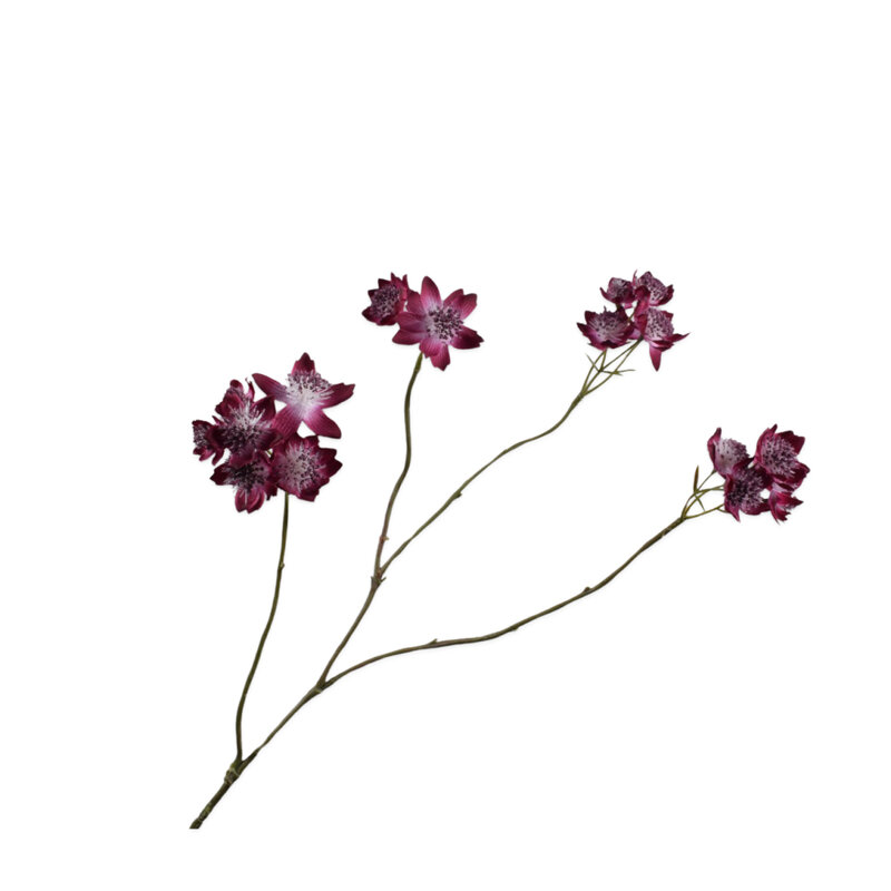 Mariella-astrantia-spray-purple-81cm-produktbild