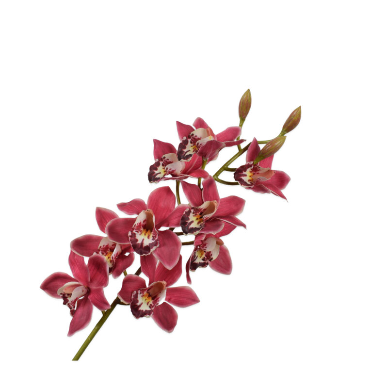 Mariella-cymbidium-93cm-produktbild