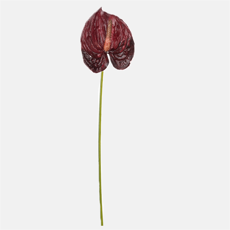 Mariella-mr-plant-anthurium-40-cm