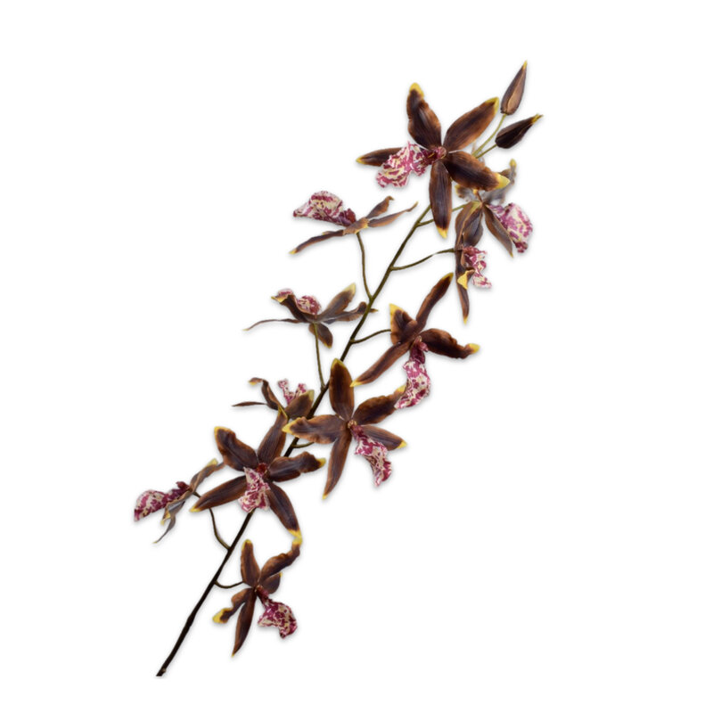 ONCIDIUM-STEM-GRN-BRN-109-CM--3