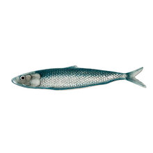 Mariella-blue-fish-produktbild