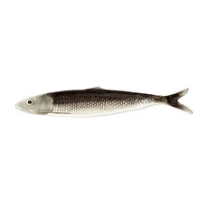 Mariella-fish-produktbild