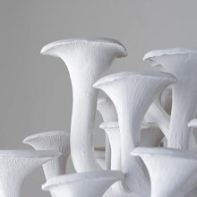 mariella-porta-romana-taklampa-close-up-mushroom
